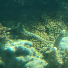 Corythoichthys schultzi