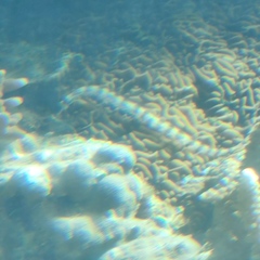 Corythoichthys schultzi