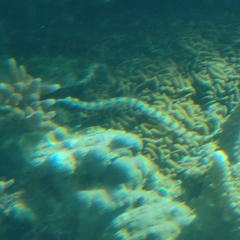 Corythoichthys schultzi