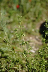 Galium tricornutum