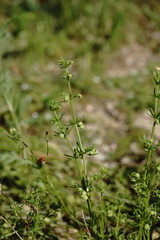 Galium tricornutum