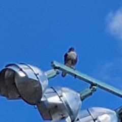 Buteo jamaicensis