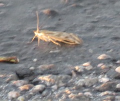 Loxostege cereralis