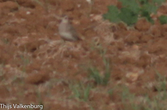 Charadrius asiaticus