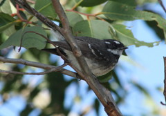 Rhipidura albiscapa alisteri