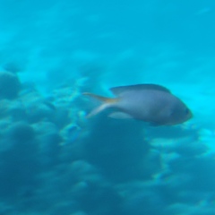 Neopomacentrus miryae