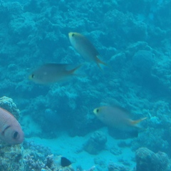 Neopomacentrus miryae