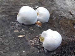 Fungi