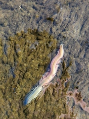 Alitta virens