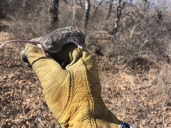 Peromyscus attwateri