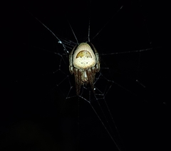 Ocrepeira covillei