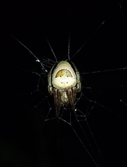 Ocrepeira covillei