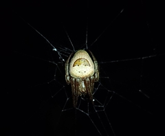 Ocrepeira covillei