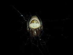 Ocrepeira covillei