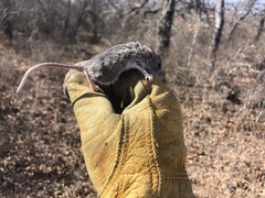 Peromyscus attwateri