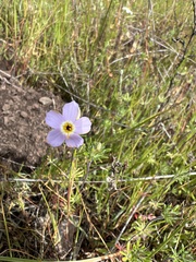 Leptosiphon androsaceus