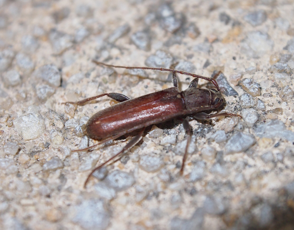 Ceresium longicorne