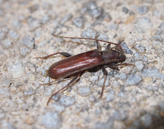 Ceresium longicorne