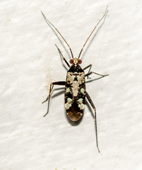 Phytocoris nigricollis