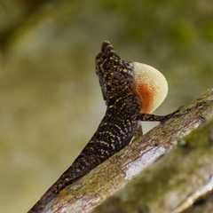 Anolis allogus