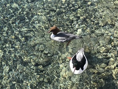 Mergus merganser