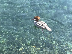 Mergus merganser