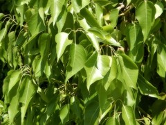 Brachychiton diversifolius