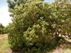 Brachychiton diversifolius