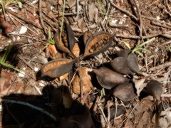 Brachychiton diversifolius