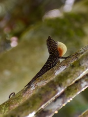 Anolis allogus