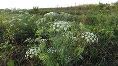 Ammi majus