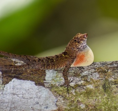 Anolis allogus