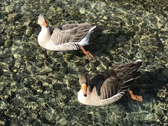 Anser anser domesticus × anser cygnoides domesticus