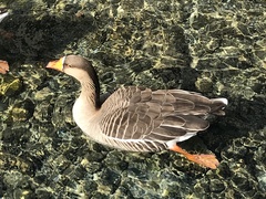 Anser anser domesticus × anser cygnoides domesticus