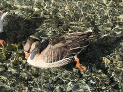 Anser anser domesticus × anser cygnoides domesticus