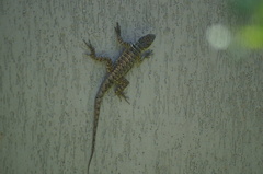 Tropidurus torquatus