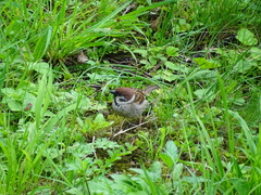Passer montanus