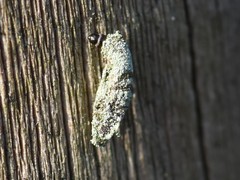 Narycia duplicella