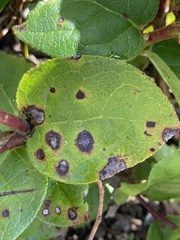 Mycosphaerella chimaphilae