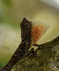 Anolis allogus