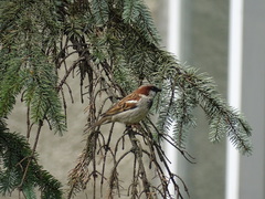 Passer domesticus