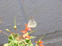 Catopsilia florella