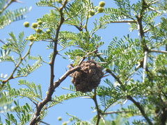 Cephalotelium macowanianum