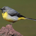 Madeiran Grey Wagtail - Photo (c) Thijs Valkenburg, some rights reserved (CC BY-NC), uploaded by Thijs Valkenburg
