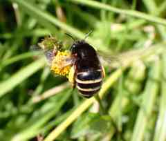 Amegilla quadrifasciata maderae