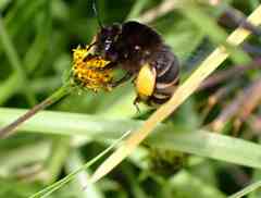 Amegilla quadrifasciata maderae