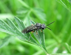 Dolerus vestigialis
