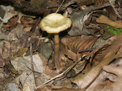 Kuehneromyces marginellus