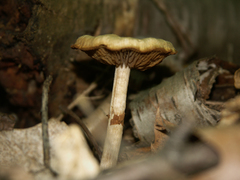 Kuehneromyces marginellus