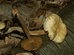 Kuehneromyces marginellus